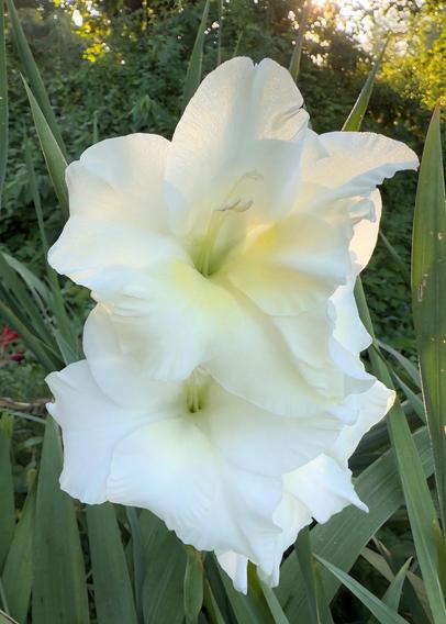 White gladiolus flowers