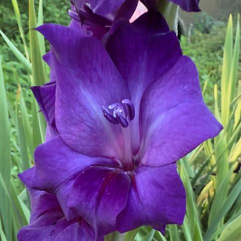 Purple gladiolus flowers