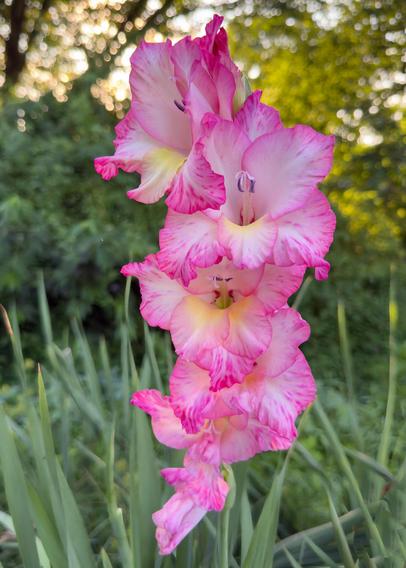 Pink gladiolus flowers