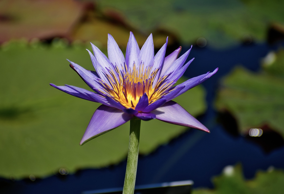 A light purple water lily (about twenty long, thin petals surround a center of stamens that are ombré hued: dark orange at the base, yellow in the middle, then tipped in purple) blooms in the summer sun above large lily pads in dark pond water.