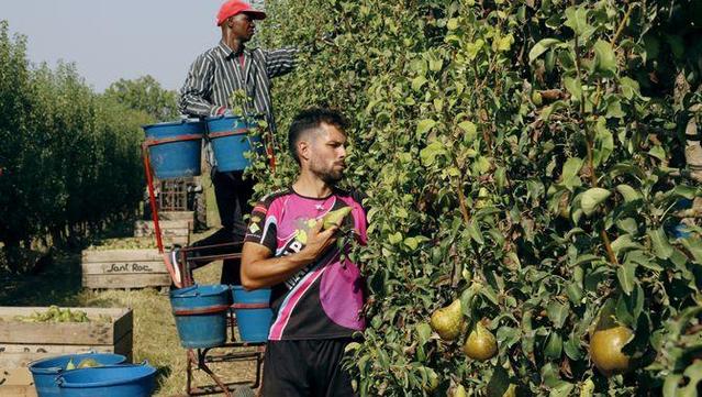 Collita de pera conference a Térmens, a la Noguera, aquesta setmana (ACN/Roger Segura)