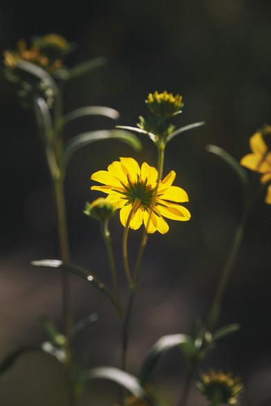 Backlit yellow wildflower with slender petals and buds on tall stems, glowing against a dark, softly blurred background.