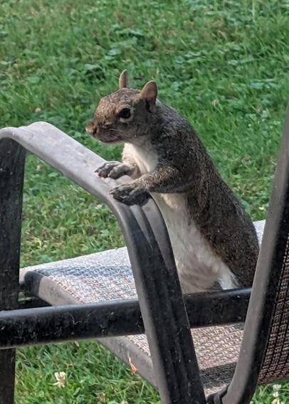 An eastern gray squirrel stands on a patio chair and has its paws resting on the chair arm. It is looking in toward the person taking its photo, possibly hoping for some peanuts.