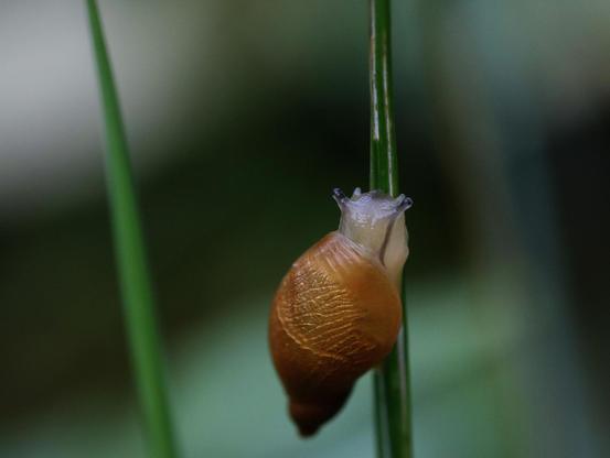 Macro photograph of a snail with golden brown shell with intricate engravings on it, and a whitish body with black eyes, holding on and going up (or down?) a green blade of grass.