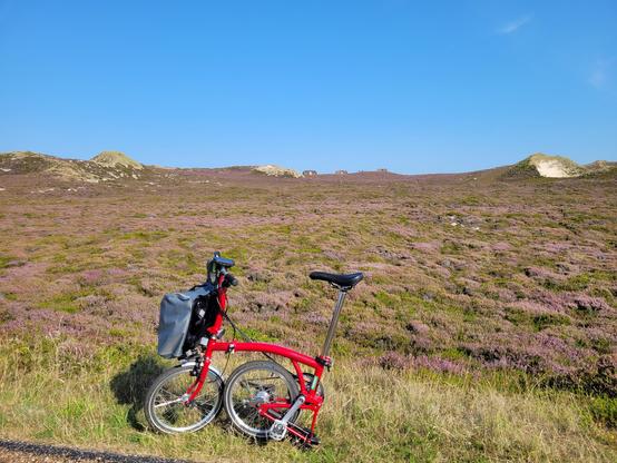Foto von einer Dünenlandschaft mit violett blühender Heide und einigen Stellen mit reinem, hellen Sand. Blauer Himmel. Im Vordergrund ein rotes Brompton Faltrad.