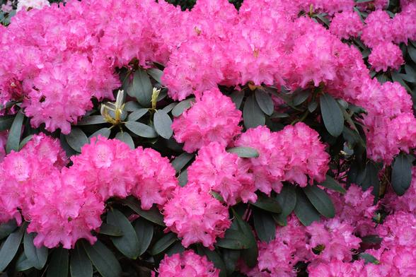 Rhododendron shrubs with pink flowers.