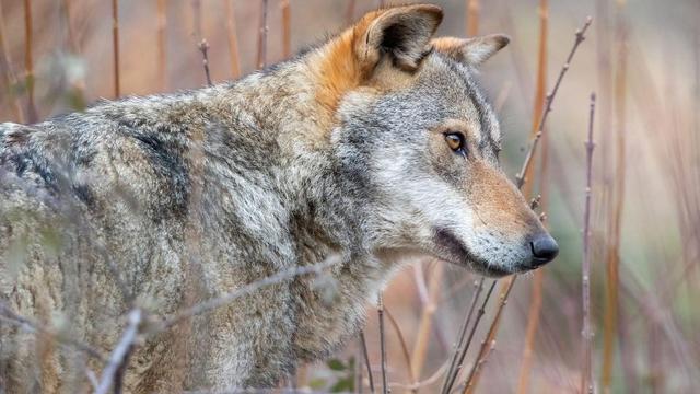 Nell'immagine, una fotografia di un lupo.