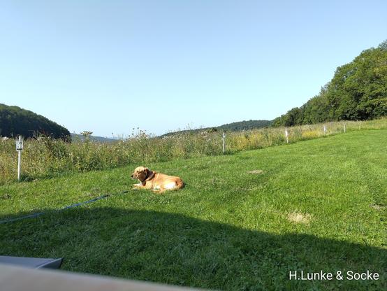 Henry H.Lunke auf einer Wiese, dahinter eine ungemähte Wiese mit vielen Blumen und dahinter Aussicht auf hügeliges Gelände