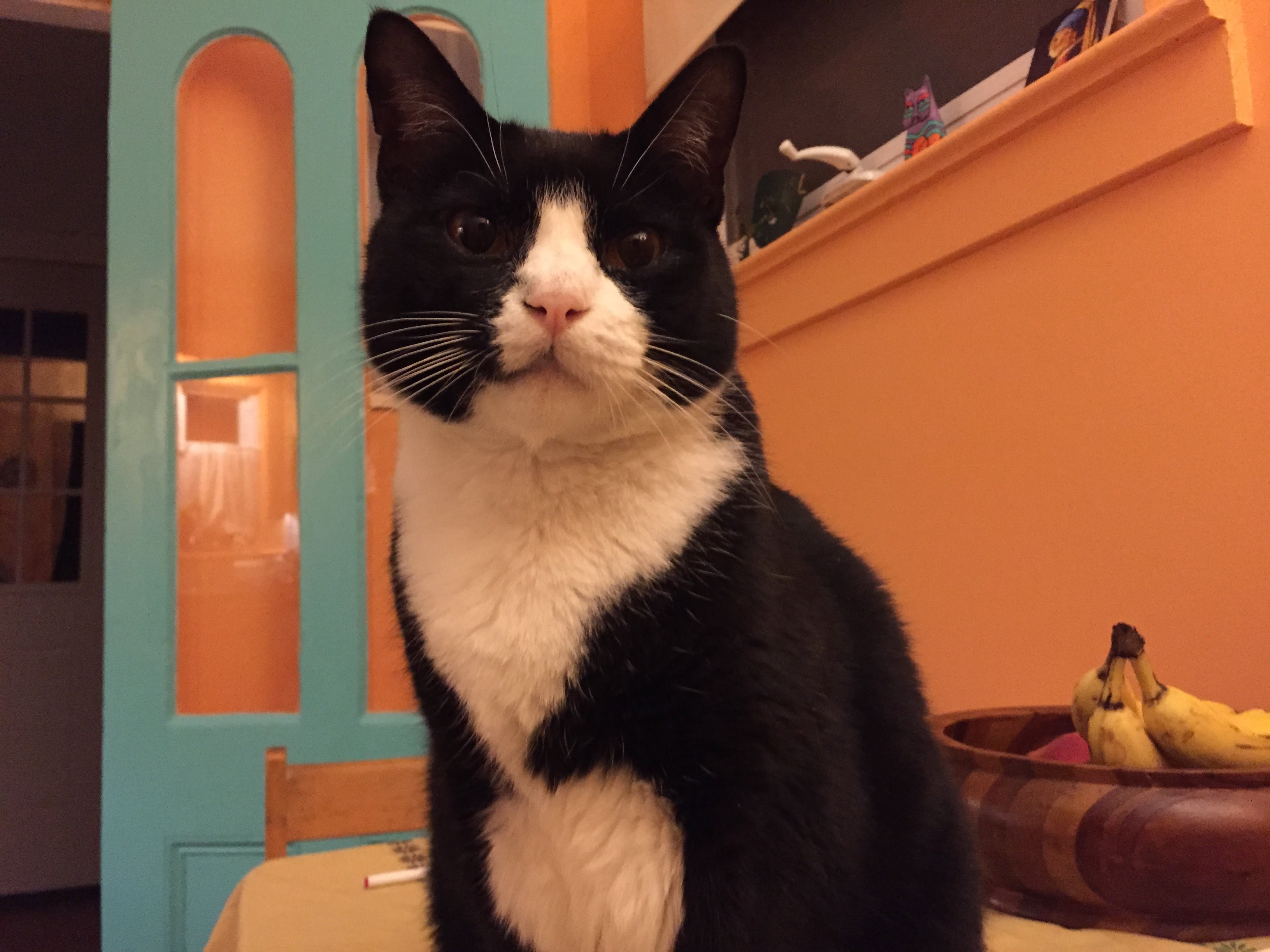 a tuxedo colored cat sitting on a table and staring directly at the camera