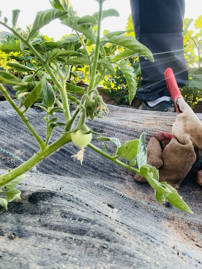 Imagen de una tomatera con un pequeño tomate que acaba de nacer