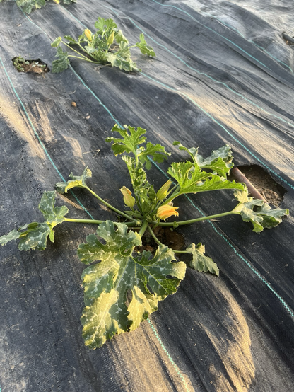 Imagen de una planta de calabacín ya en flor