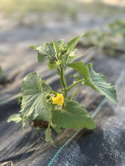 Imagen de una planta de melón en flor