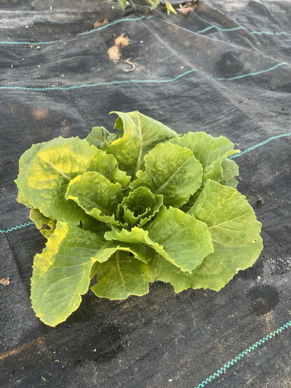 Imagen de una lechuga