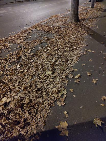 Vue plongeante depuis un trottoir dont les feuilles mortes ont été balayées vers les places de parking, les recouvrant en intégralité.