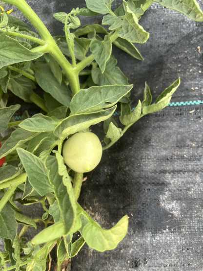 Imagen de un tomate creciendo en la mata