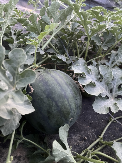 Imagen de una sandía creciendo en la planta
