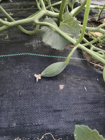 Imagen de un melón pequeñito que está empezando a formarse en su planta