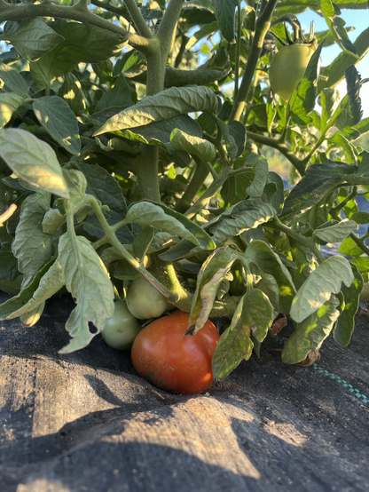 Imagen de una mata de tomate con varios verdes y uno de ellos ya maduro
