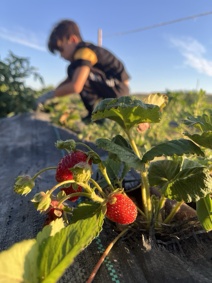 Imagen de una planta de fresón, con una frita madura en primer plano y un mozo detrás mirando unas cebollas
