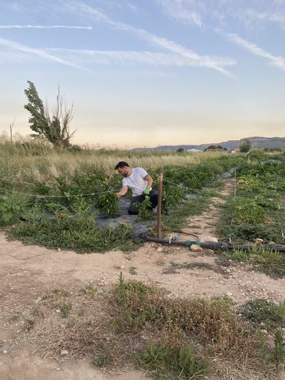 Imagen de un hortelano (yo) mirando qué tal van los pimientos)