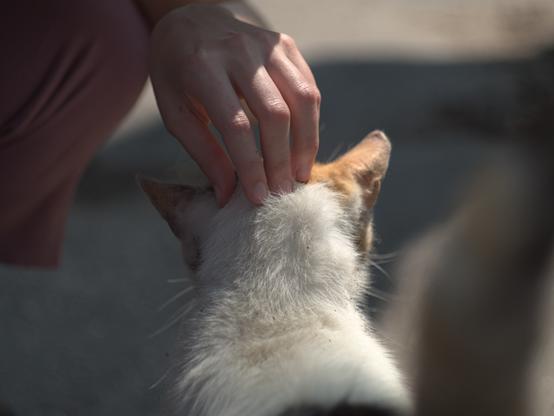In this image you can see the back of a street cat who receives petting on her head. The cat was a little bit dirty but otherwise healthy.