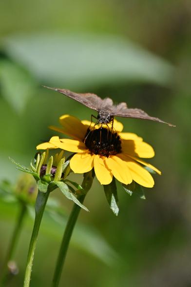 Horace's Dusky Wing (?) butterfly on a yellow flower. We're not sure about this one tbh