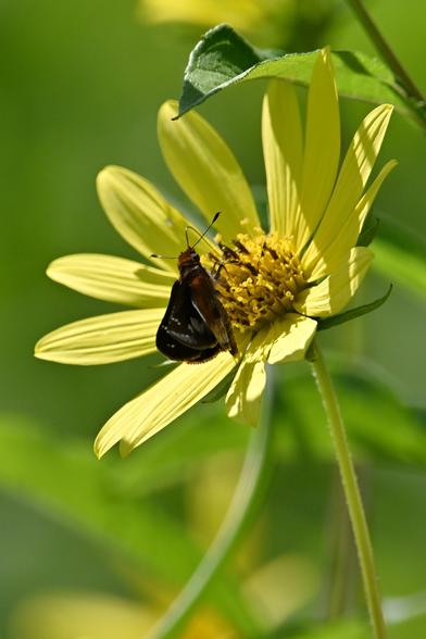 Zabulon Skipper (?) on a yellow flower against a green background