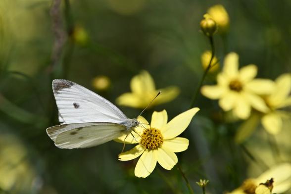 cabbage white - a white butterfly with dark wingtips on a pale yellow flower