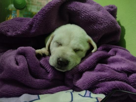 Frontview, sleeping mutt puppy covered in a blanket