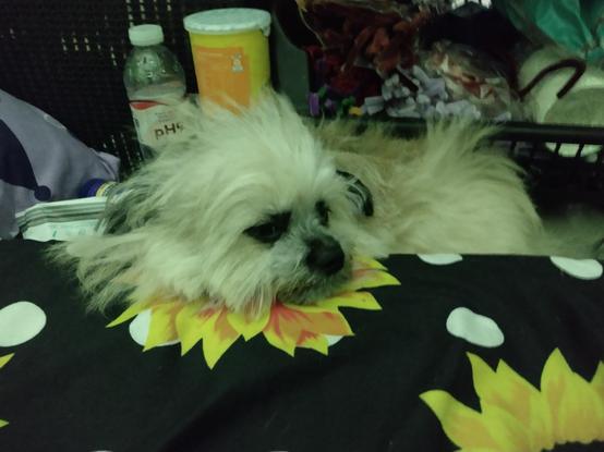 Toy dog resting his head over a sunflower printed on the bed sheet/cover