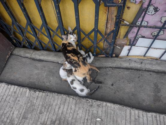 Cat nursing four kittens by the concrete sidewalk