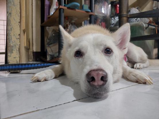 Closeup view of a spitz dog's snout resting on tiled floor