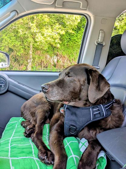 A chocolate lab is lying down on a car seat.