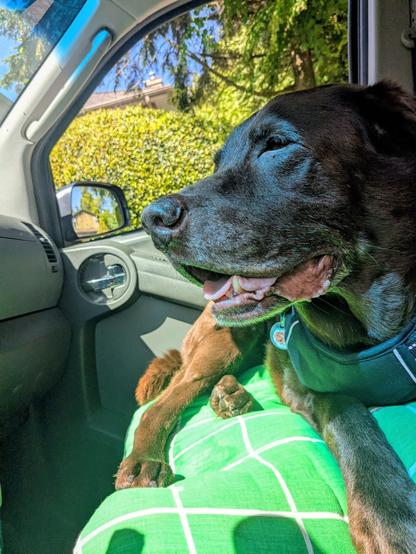 A chocolate lab is lying down on a car seat.