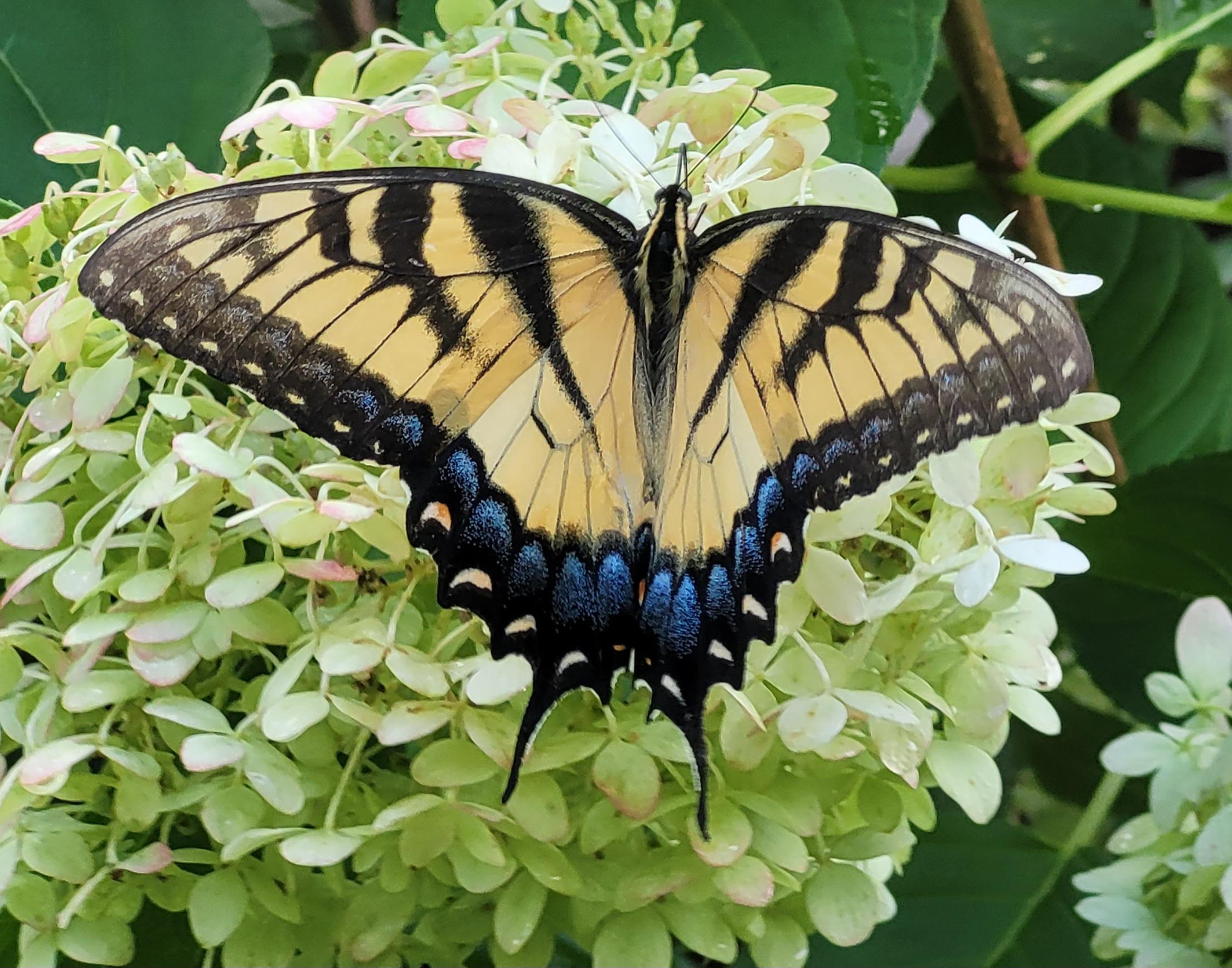 A butterfly on a green flower cluster. The butterfly has yellow and black tiger stripes at the top of the wings and deep blue at the bottom.