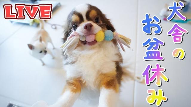 【Live】お盆休み🔅チワワたちとのんびり雑談配信【ブリーダー】