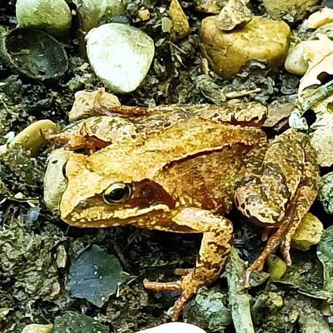 auf teils von kieseln verschiedener größe bedecktem schlammigem boden sitzt ein grasfrosch rana temporaria. er ist golden hellbraun und dunkelbraun gefärbt, in den farben verwelkenden herbstlaubes. dabei zieht sich ein dunkler fleck seitlich des kopfes von der nasenspitze hinter das auge, nach oben scharf begrenzt genau auf der höhe des auges, mitten durch, hinten abfallend und unten weniger scharf begrenzt durch die helle oberlippe, die sich ziemlich weit hinter zieht, so ein froschmaul ist ja groß und breit. oben seitlich am rücken verläuft eine erhabene leiste, die auch durch dunkle farbgebung betont ist. auf den hinterbeinen, die hier sprungbereit zusammengefaltet sind, ist eine art flecktarn-muster, farblich leicht abweichend, das sieht wie schatten auf dem welkes-blatt-goldbraun aus und löst die silouette der schenkel effektiv auf. das große auge mit der gold glänzenden iris blickt aufmerksam in die kamera.