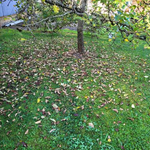 Vertrocknete Blätter unterm Apfelbaum im Gras