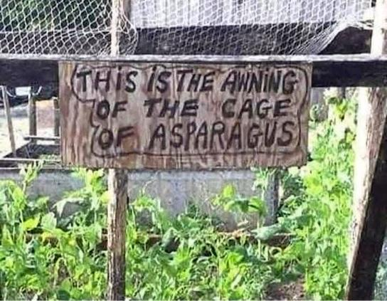 A small field with green plants, with some wire fencing over it. A handwritten sign says "This is the awning of the cage of asparagus".