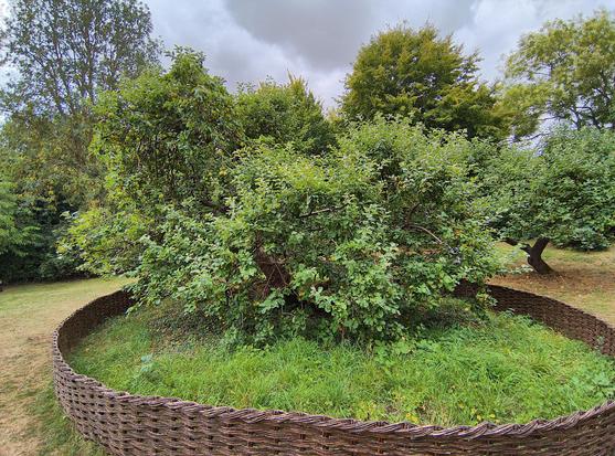 Ein kniehoher Zaun aus Korbgeflecht umspannt einen unglaublich knorrigen Apfelbaum, der aus seinem flach am Boden liegenden Stamm sprießt.