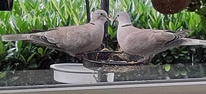 Koppel Turkse tortels 
Couple love birds