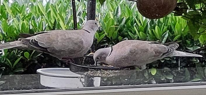 Turkse tortels eten
Lovebirds eating