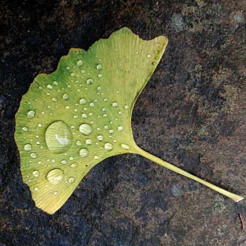 Ein Blatt vom Ginkgo/Ginkobaum mit Wassertropfen. Die Tropfen sind unterschiedlich groß und wirken wie Edelsteine. Die großen Wassertropfen funktionieren wie Lupen: die Blattadern werden vergrößert und sind gut sichtbar. Das Ginkgoblatt liegt auf einem dunklen Untergrund aus Stein.
  //  
A leaf from the ginkgo/ginkgo tree with drops of water. The droplets vary in size and look like gemstones. The large drops of water work like magnifying glasses: the leaf veins are clearly visible. The ginkgo leaf lies on a dark stone background.