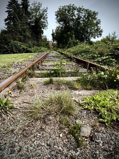 Ein Photo eines überwucherten Bahngleises, das in die Ferne führt, flankiert von grünem Gras, Sträuchern und Bäumen, die Gleise sind verrostet und teilweise mit Vegetation bedeckt