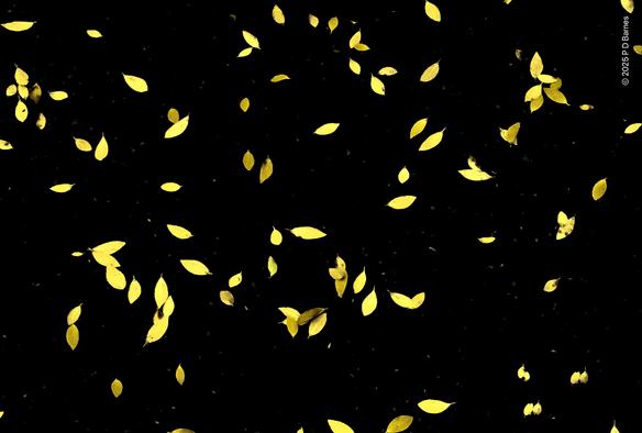 Random pattern of fallen yellowed fig leaves. The pavement has been darkened so the leaves appear suspended over a black background