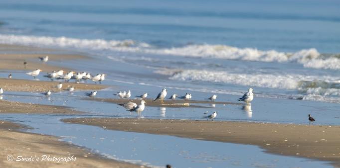 "A quiet stretch of Gulf Coast shoreline unfolds beneath a soft, overcast sky. The wet sand glistens like polished stone, reflecting the pale light and the silhouettes of seabirds gathered in loose formation. A mixed flock—mostly gulls and terns—stands at the edge where land meets sea, their slender legs half-submerged in the shallow surf. Some birds wade with purpose, others linger in stillness, heads tilted as if listening to the hush of the waves.

The ocean behind them rolls in gentle rhythm, its waves small and foamy, brushing the shore with a whisper rather than a roar. The horizon is low and open, giving the scene a sense of spaciousness and calm. There’s no clutter, no human presence—just the birds, the water, and the quiet choreography of nature. The image feels like a pause in time, a moment of peace held between tides.

In the bottom left corner, the credit “Swede’s Photographs” is subtly inscribed, anchoring the image with a personal touch." - Copilot