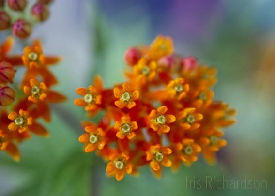 Orange Butterfly Milkweed with raindrops and colorful background macro photograph