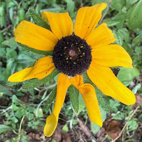 Yellow coneflower