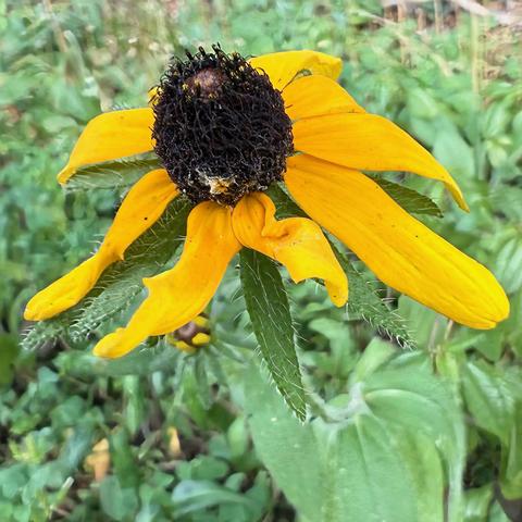 Yellow coneflower