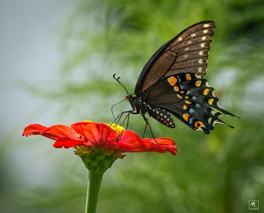 Color photo of a black swallowtail butterfly seen in profile, with orange, blue and pale yellow spots on its wings, perched and feeding on a red zinnia flower.